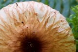 Lepiota rubrotinctoides image