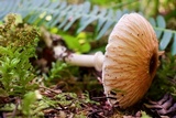 Lepiota rubrotinctoides image