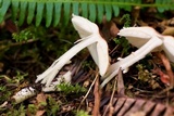 Lepiota rubrotinctoides image