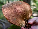 Tapinella atrotomentosa image