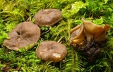 Discina ancilis image