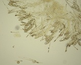 Discina ancilis image