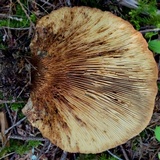 Tapinella atrotomentosa image