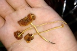 Heliomyces decolorans image