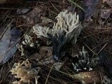 Helminthosphaeria clavariarum image