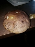 Tylopilus rubrobrunneus image