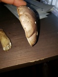 Tylopilus rubrobrunneus image