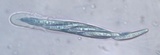 Enterographa crassa image