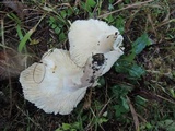 Russula brunneola image