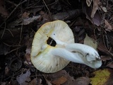 Russula aurea image