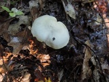 Entoloma luridum image