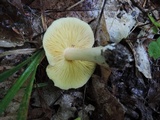 Entoloma luridum image