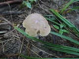 Leccinum subleucophaeum image