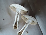 Leccinum subleucophaeum image