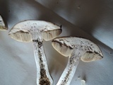 Leccinum subleucophaeum image