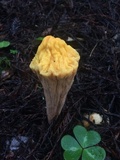 Clavariadelphus pallidoincarnatus image