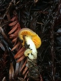 Hygrocybe flavifolia image