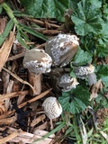 Coprinellus flocculosus image