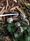 Coprinellus flocculosus image