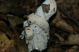 Hypomyces hyalinus image