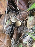 Coprinellus impatiens image