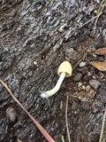 Coprinellus impatiens image