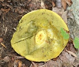 Leccinum rubropunctum image