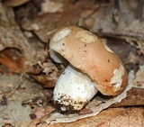 Russula compacta image