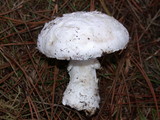 Amanita silvicola image