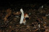 Hypomyces hyalinus image