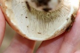 Russula compacta image