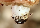 Russula compacta image