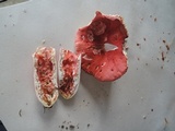 Russula tenuiceps image