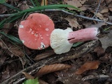 Russula tenuiceps image