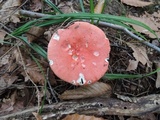 Russula tenuiceps image