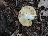 Russula maculata image