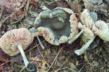 Pluteus americanus image