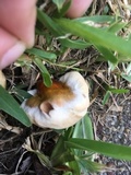 Ganoderma sessile image