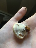 Ganoderma sessile image