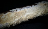 Hydnocristella himantia image