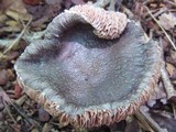 Pluteus americanus image