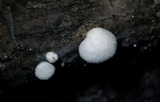 Cheimonophyllum candidissimum image