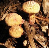Gymnopilus luteofolius image