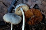 Conocybe aeruginosa image