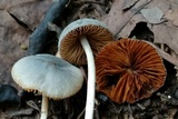 Conocybe aeruginosa image