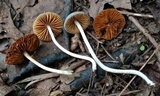 Conocybe aeruginosa image