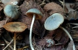 Conocybe aeruginosa image