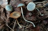 Conocybe aeruginosa image