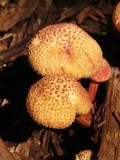 Gymnopilus luteofolius image