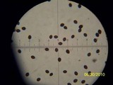 Panaeolus goossensiae image